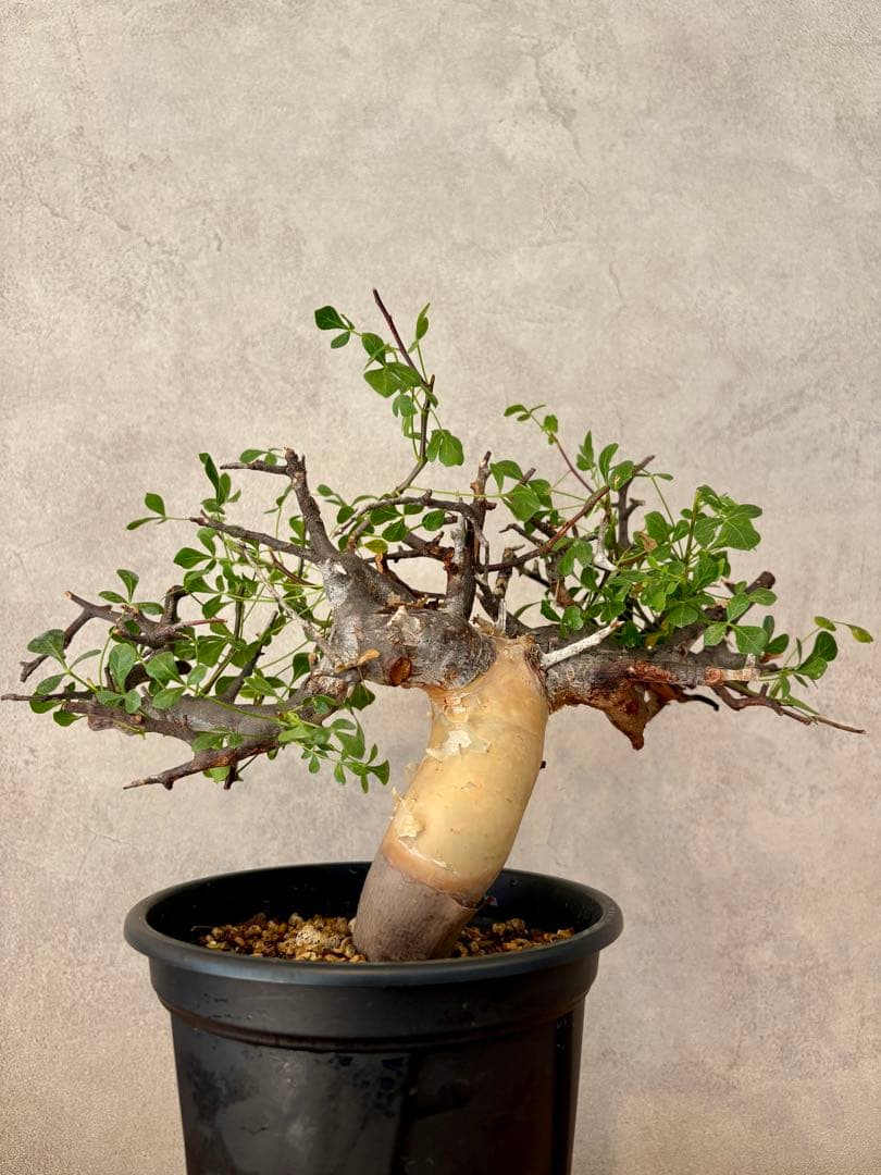 【盆栽美】コミフォラ・カタフ 鉢植え発送