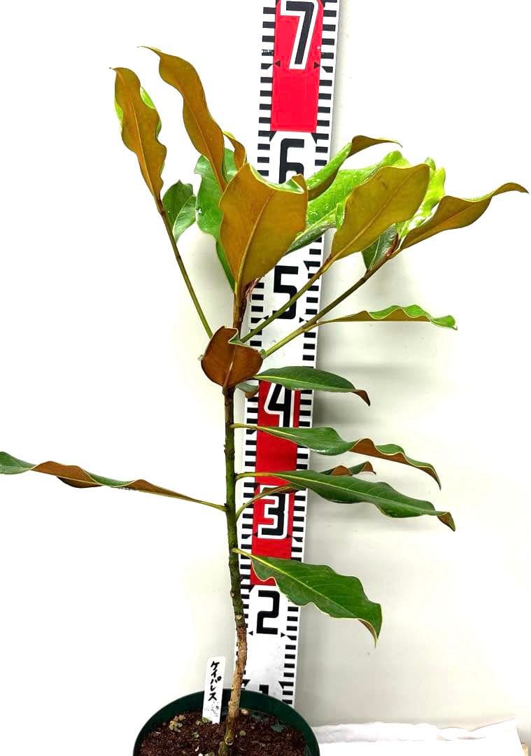 31. ケイパレス マグノリア 泰山木 タイサンボク 苗 苗木 小型品種