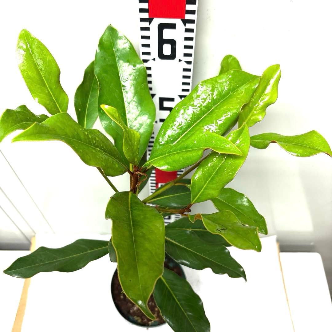 31. ケイパレス マグノリア 泰山木 タイサンボク 苗 苗木 小型品種