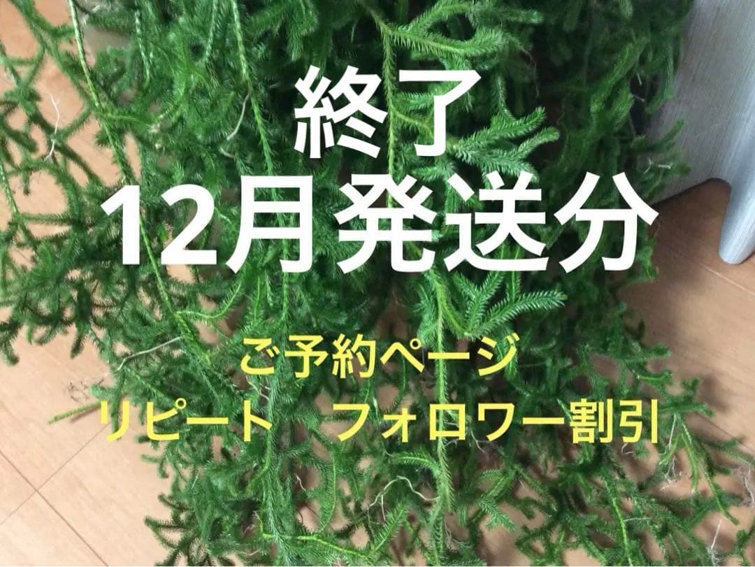 ヒカゲノカズラ　　信州産　ご予約ページ