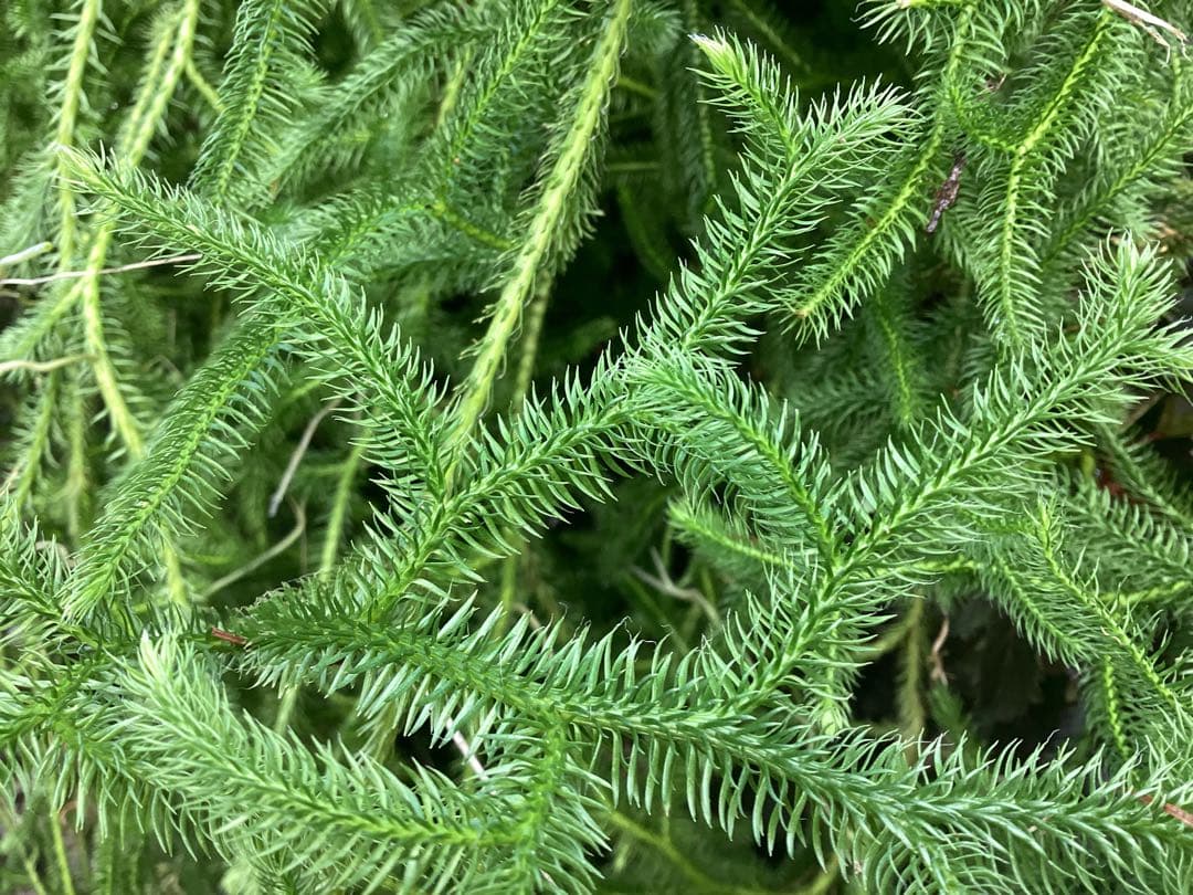 ヒカゲノカズラ　　信州産　ご予約ページ