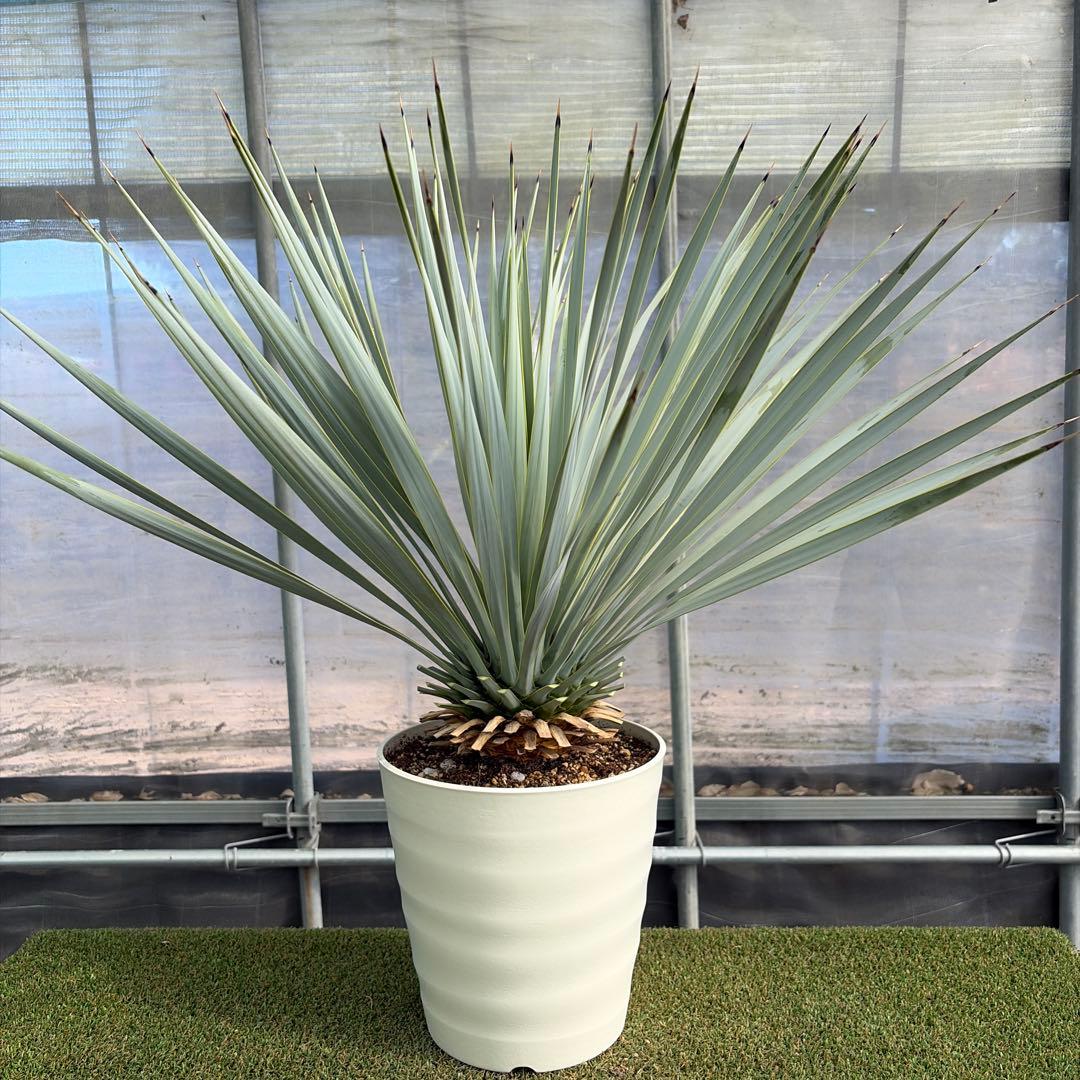 k*u様 【実生】ユッカロストラータ (7号鉢)②ドライガーデン