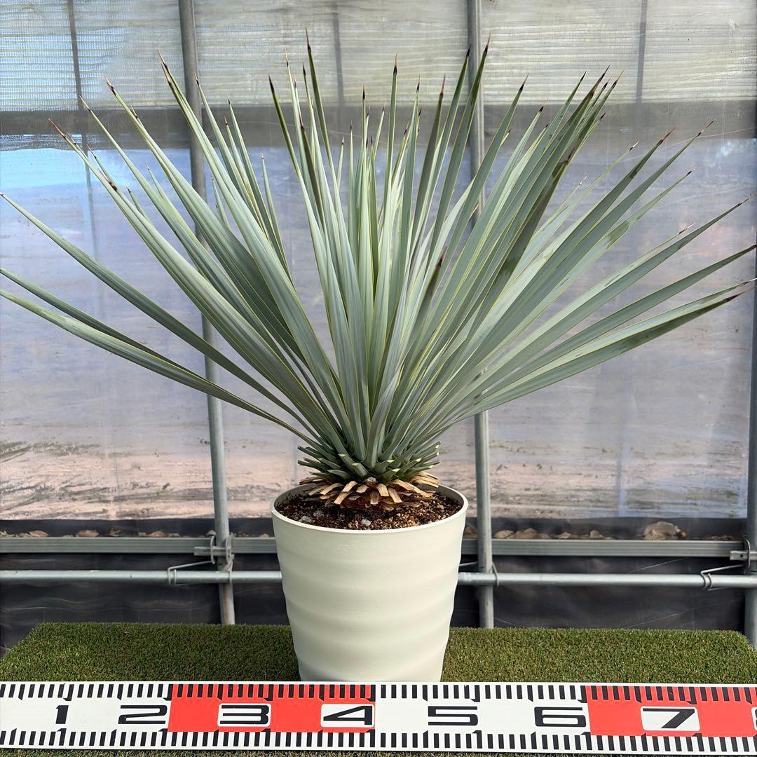k*u様 【実生】ユッカロストラータ (7号鉢)②ドライガーデン