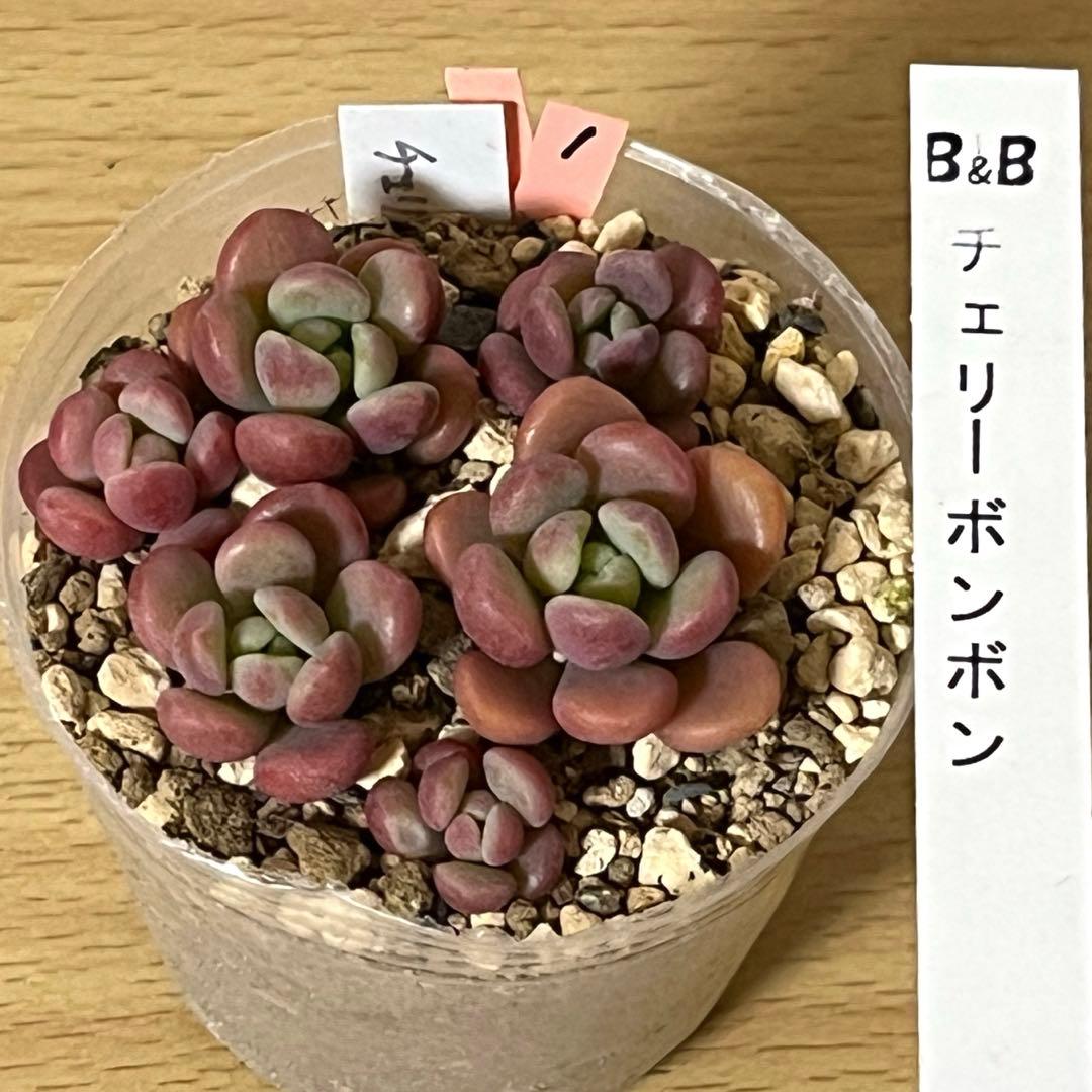 Y♡K多肉様ご確認用　多肉植物