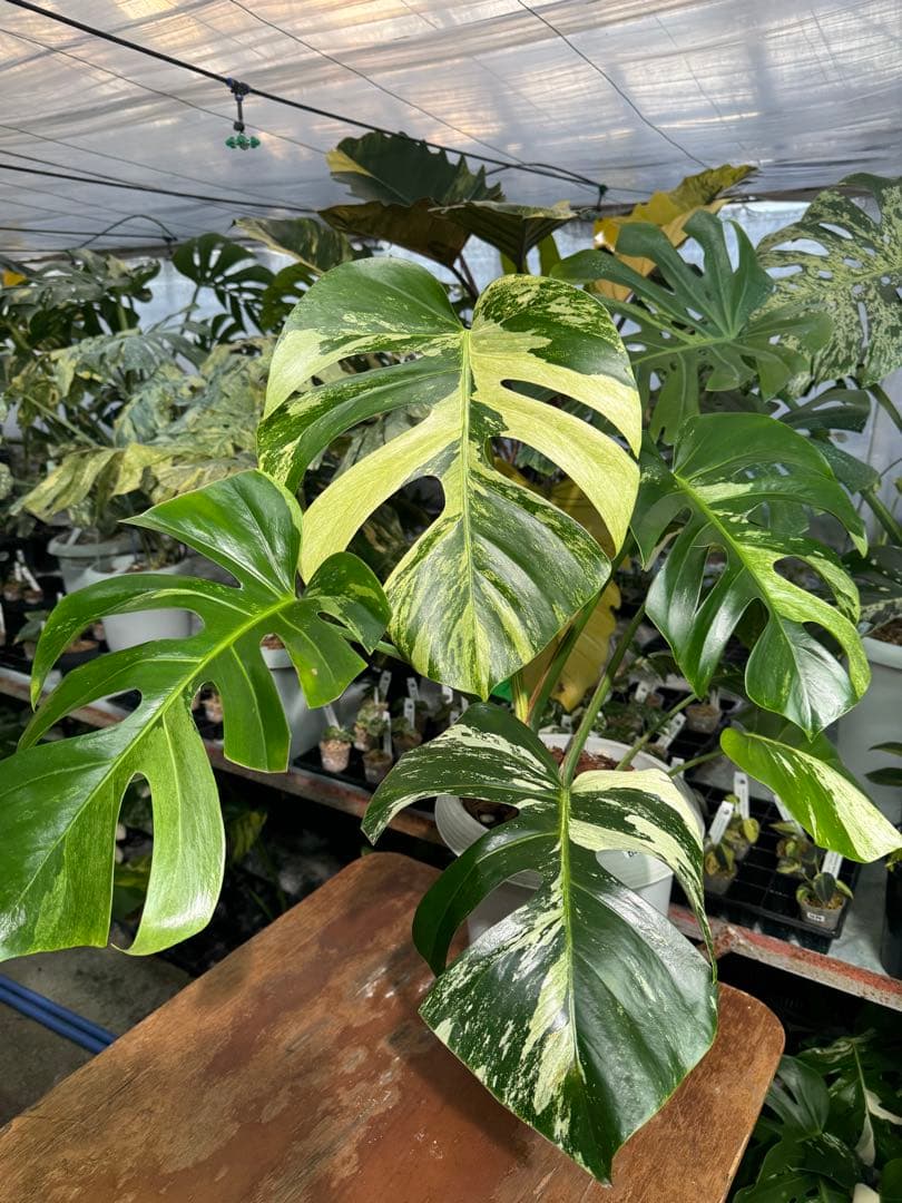 BS5モンステラ　ボルギシアナ　x デリシオーサ　ミント　美斑入り作品株