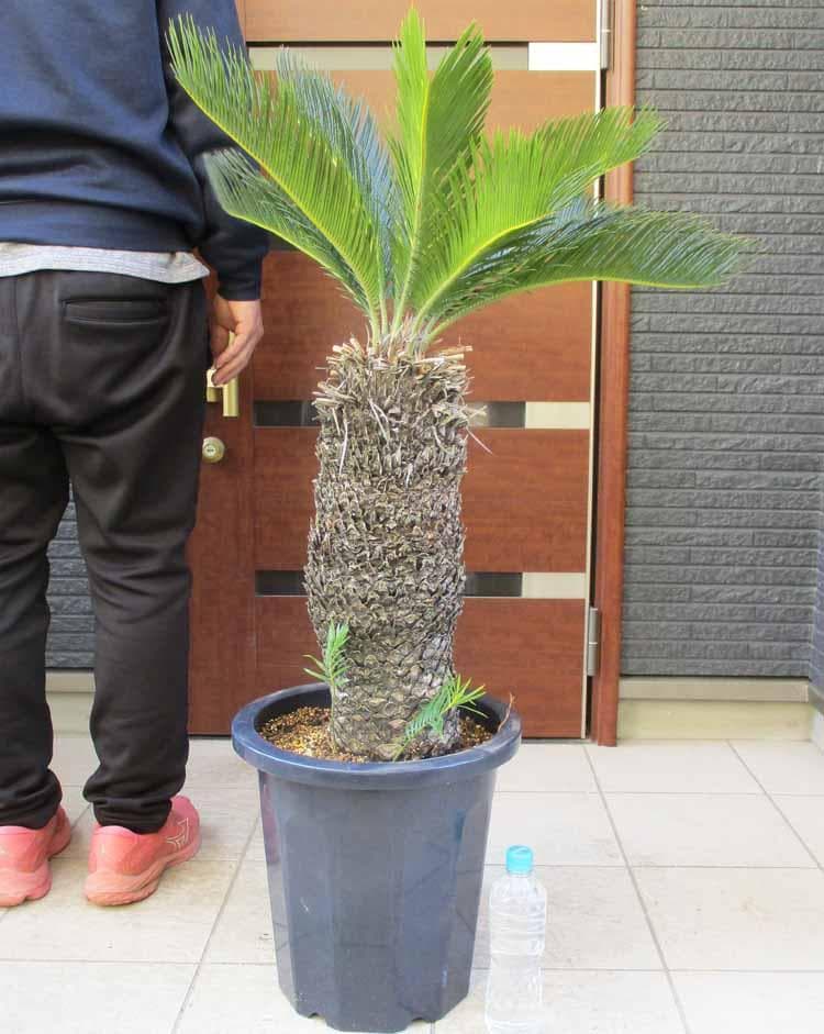 【現品】大株　蘇鉄（ソテツ）超大株　12号　Aせ番