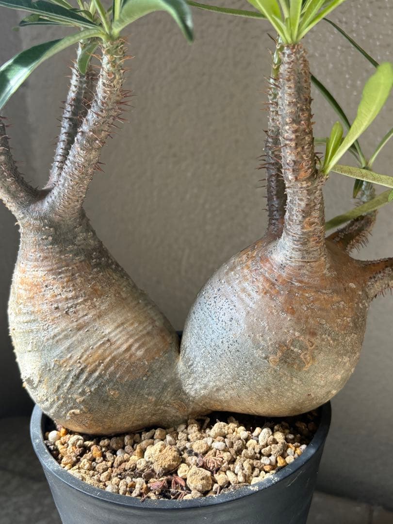 G*D様 パキポディウム グラキリス 発根済 ダブルベット 双頭 マルチヘッド