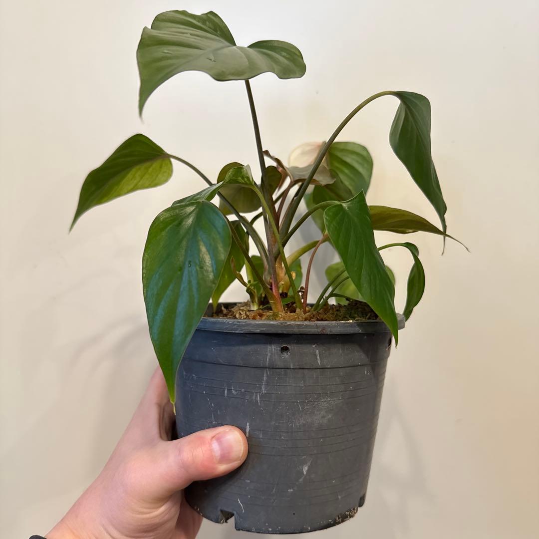 【斑入り】ホマロメナ　ピンクダイヤモンド　微斑入り株