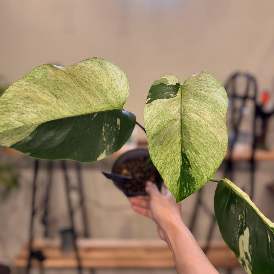 R*i様 26 モンステラ　ボルシギアナ　‘タイ　ミント’ フルミントに転じる可