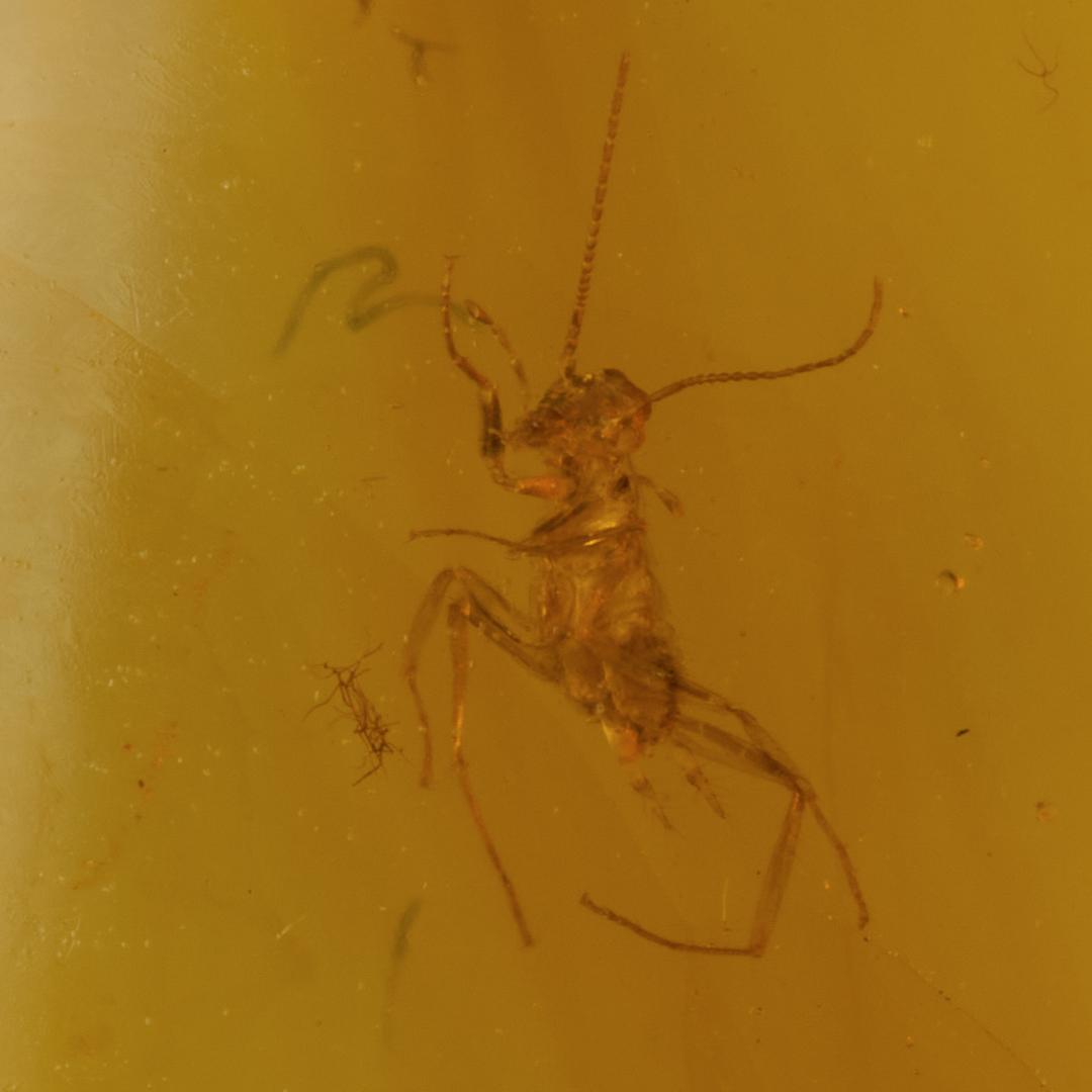 レア極上品 PA150虫入り琥珀化石　ミャンマーカムティかタナイ9900万年前