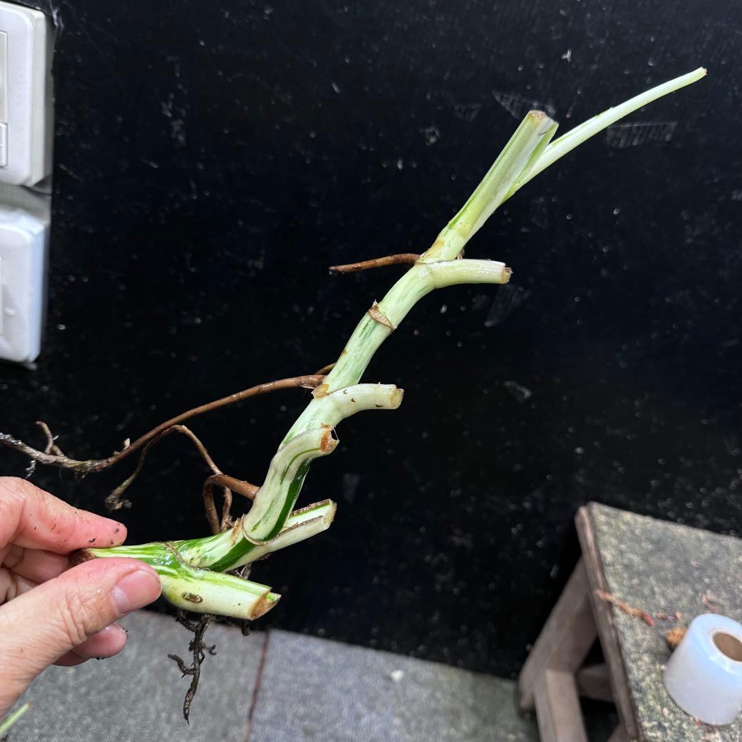 a*a様 斑入りモンステラホワイトタイガー大茎6株おまとめ