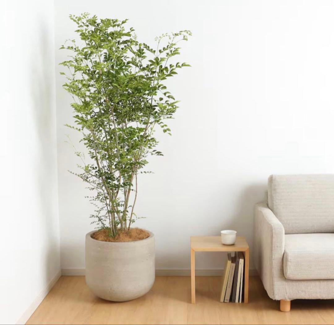 無印良品 セメント鉢 プランター 13号 観葉植物 プランターカバー