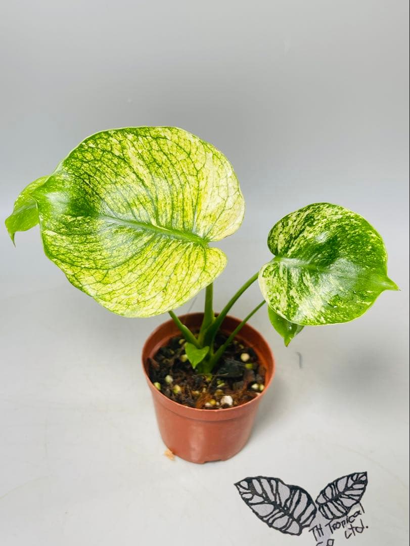 モンステラ　ミント　サイアム 斑入り　Deliciosa Mint Siam