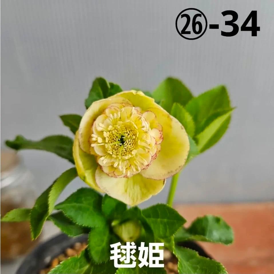 ㉖-34クリスマスローズ