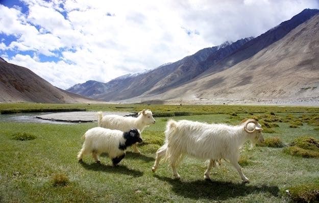 ✯極レア 傑作 高級 Baccarat 山羊 ヤギ 羊 未 干支 ガラス 置物✯