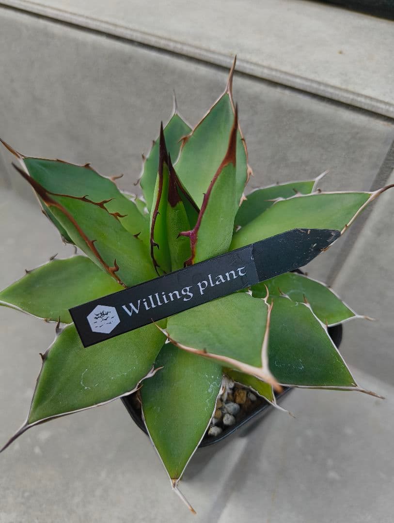 ☆アガベ ハイブリッド（姫厳竜×（シジゲラ×イシスメンシス））