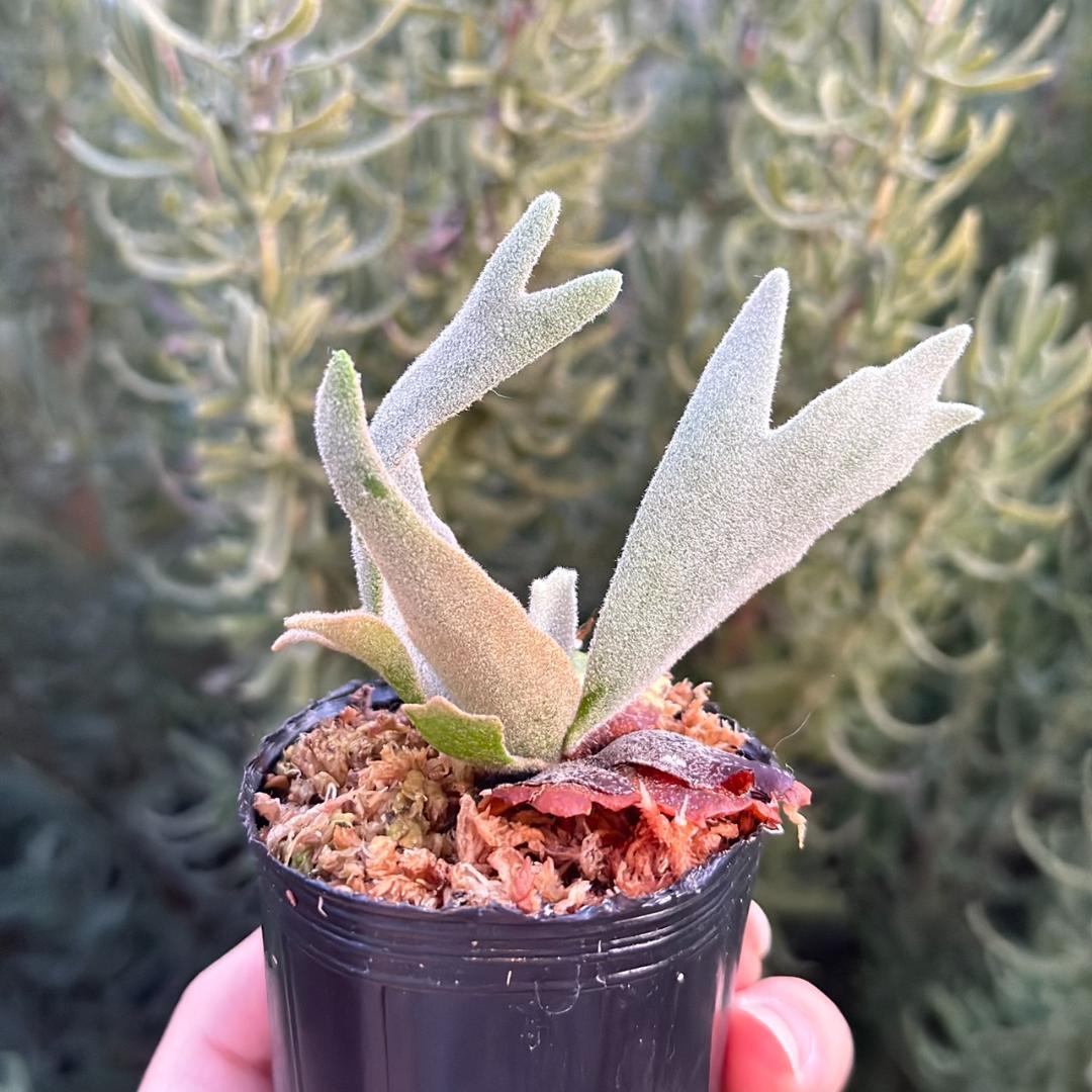 P.willinckii ’Asurada’ Sporeling 10