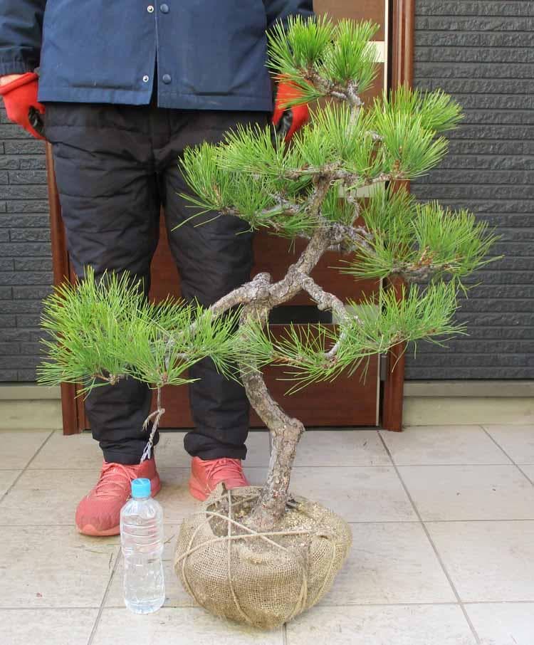 【現品】黒松（くろまつ）（クロマツ）根巻　 ム６番