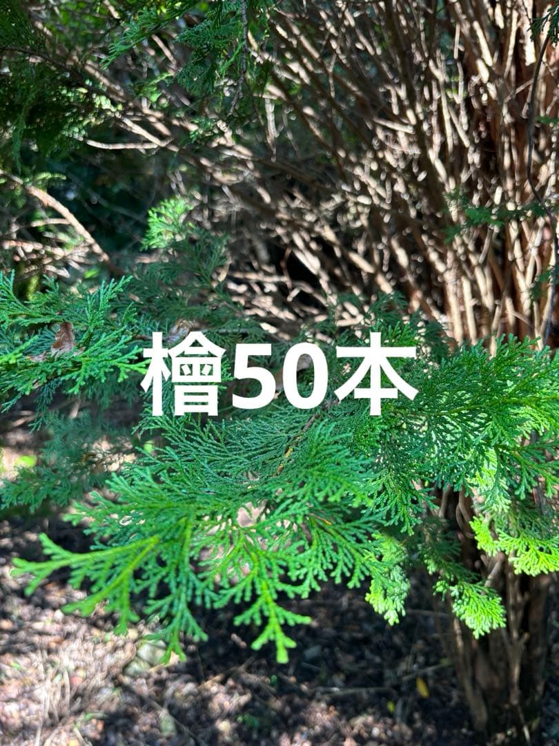 檜　ヒノキ　リース　クリスマスリース