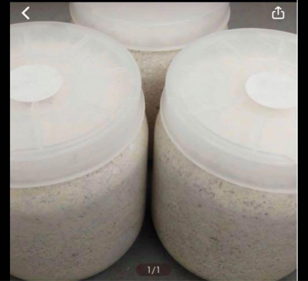 カワラ菌糸瓶 産卵用1400入手困難6本セット