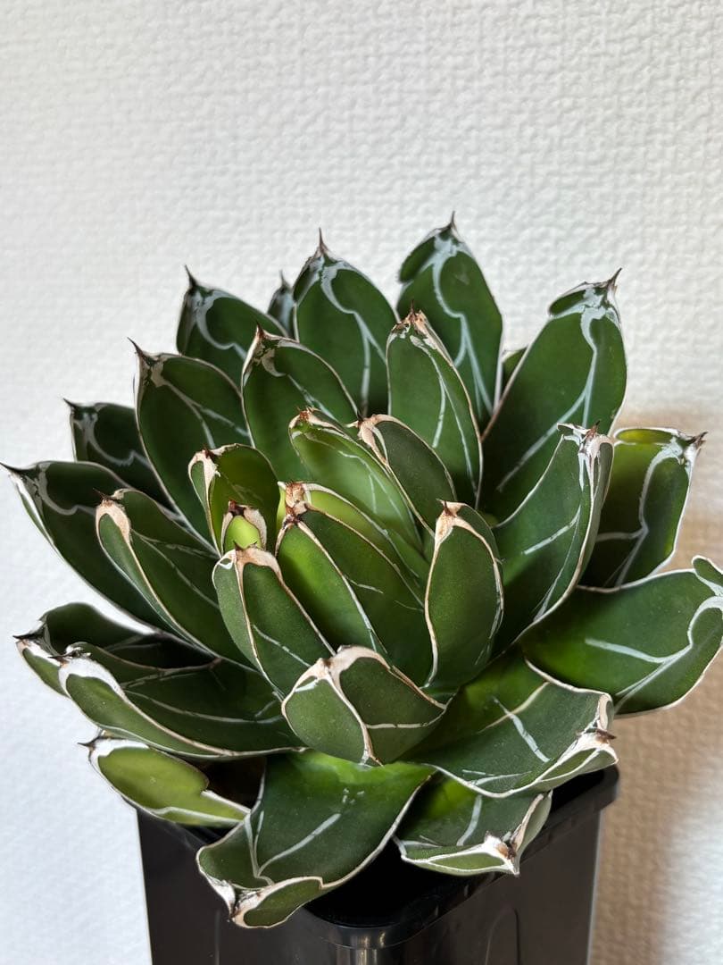 アガベ　笹の雪　ビクトリアレジーナ　ダルマ　ベアルート