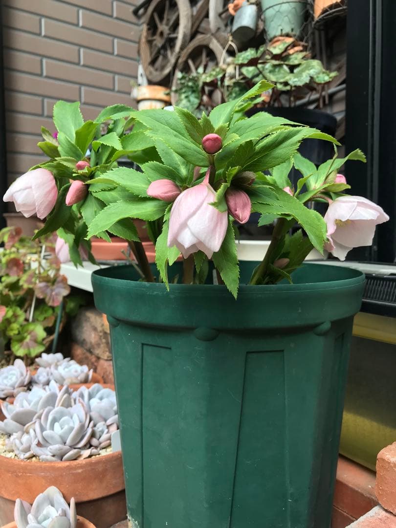 クリスマスローズ　ヨシノ　よしの