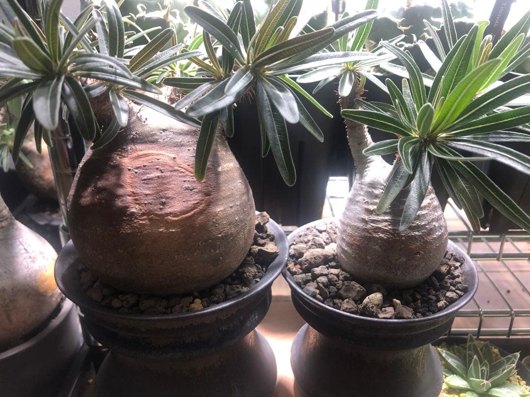 【yumirin】２個セット　グラキリス現地株