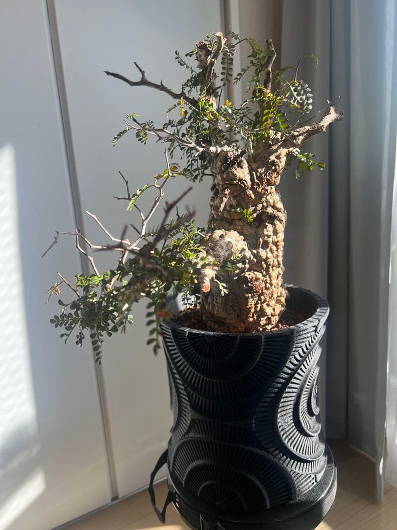 オペルクリカリア・パキプス　 現地発根株　 発根済み