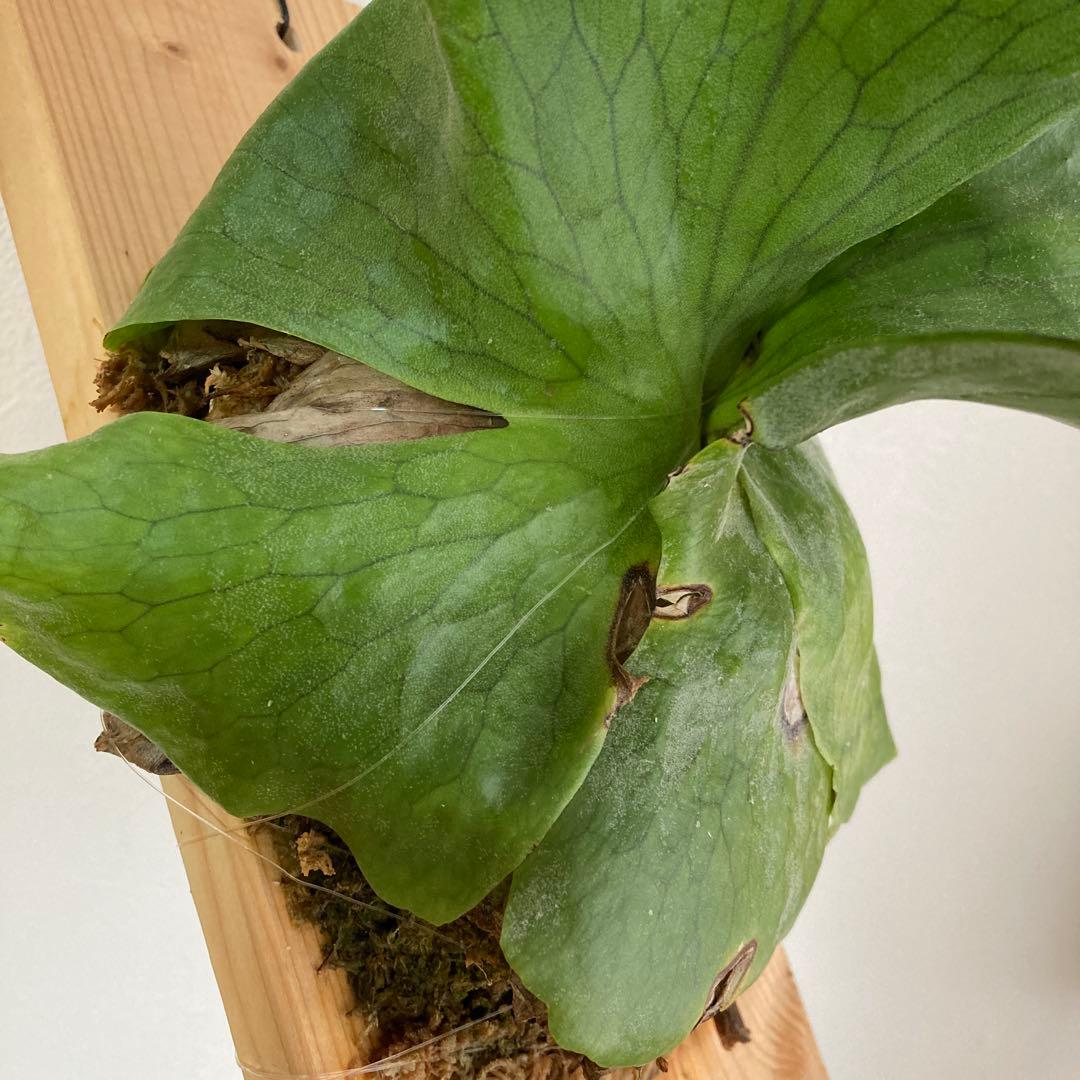 ビカクシダ ホルタミー　板付け 個性派コウモリラン約31cmレア