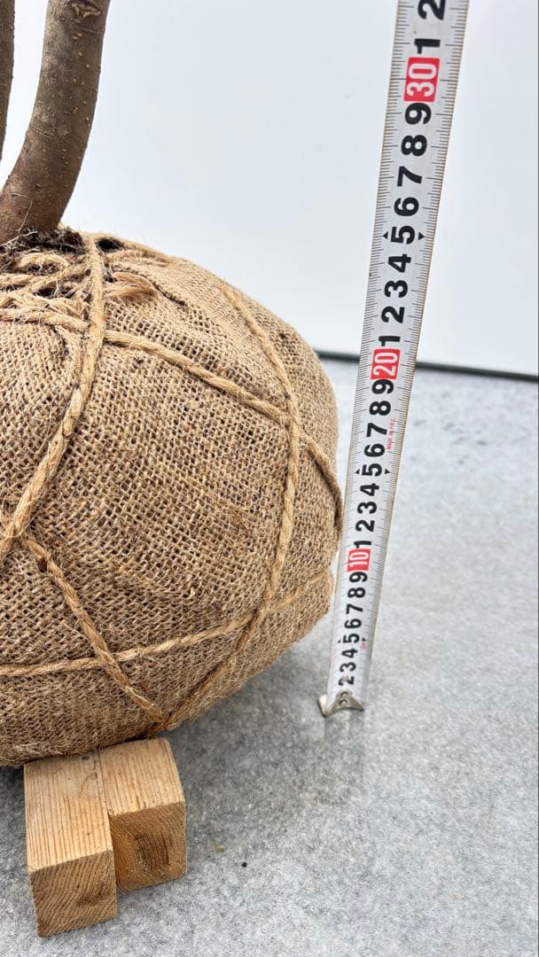 美しい樹形が魅力的 山採り ハイノキ 株立 692 樹高1.8m位 高級樹