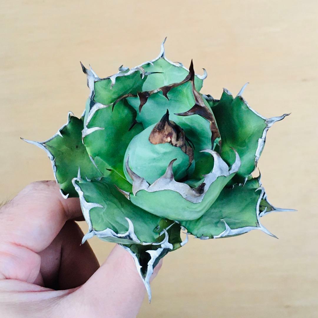 【現地球TC】5 オアハカ オテロイ ドワーフコンパクト TC アガベ チタノタ