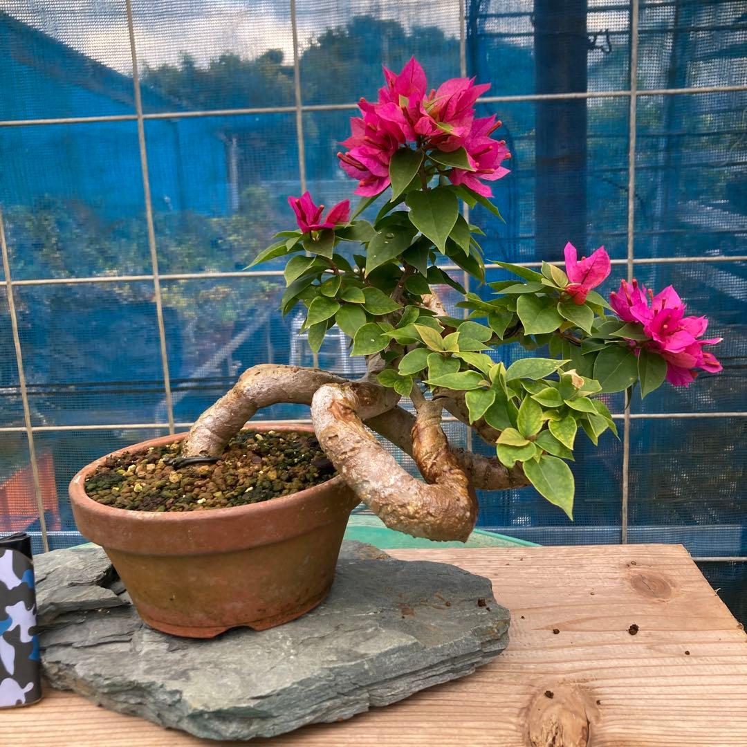ブーゲンビリア 中型盆栽 キャンドル