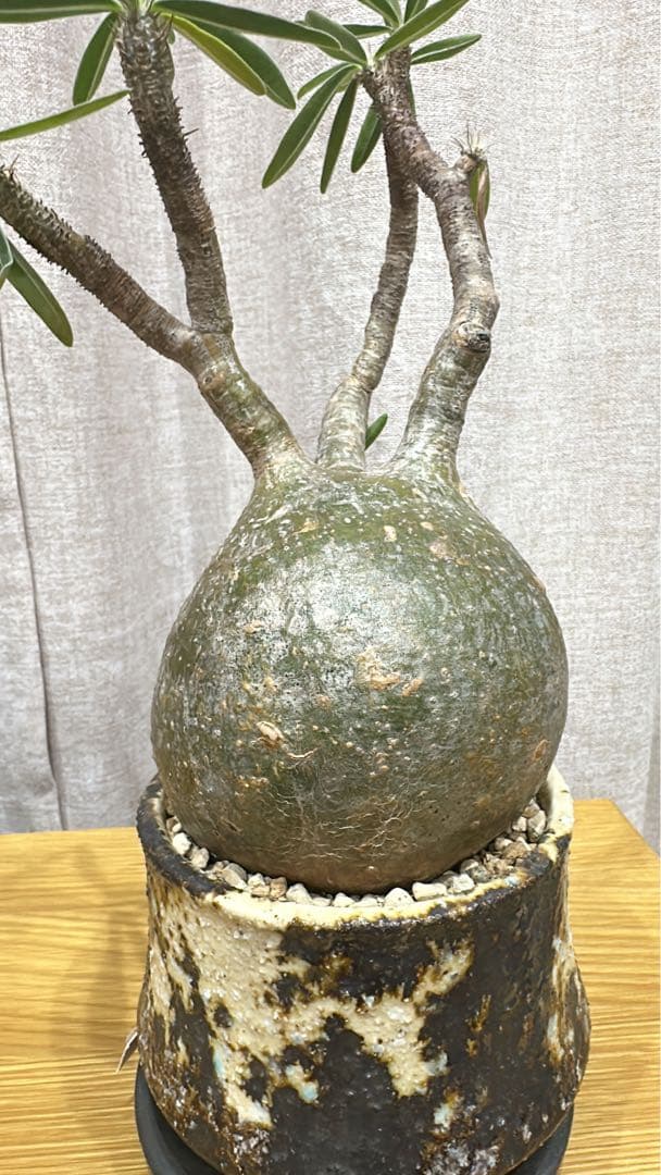 パキポディウム・グラキリス　現地球