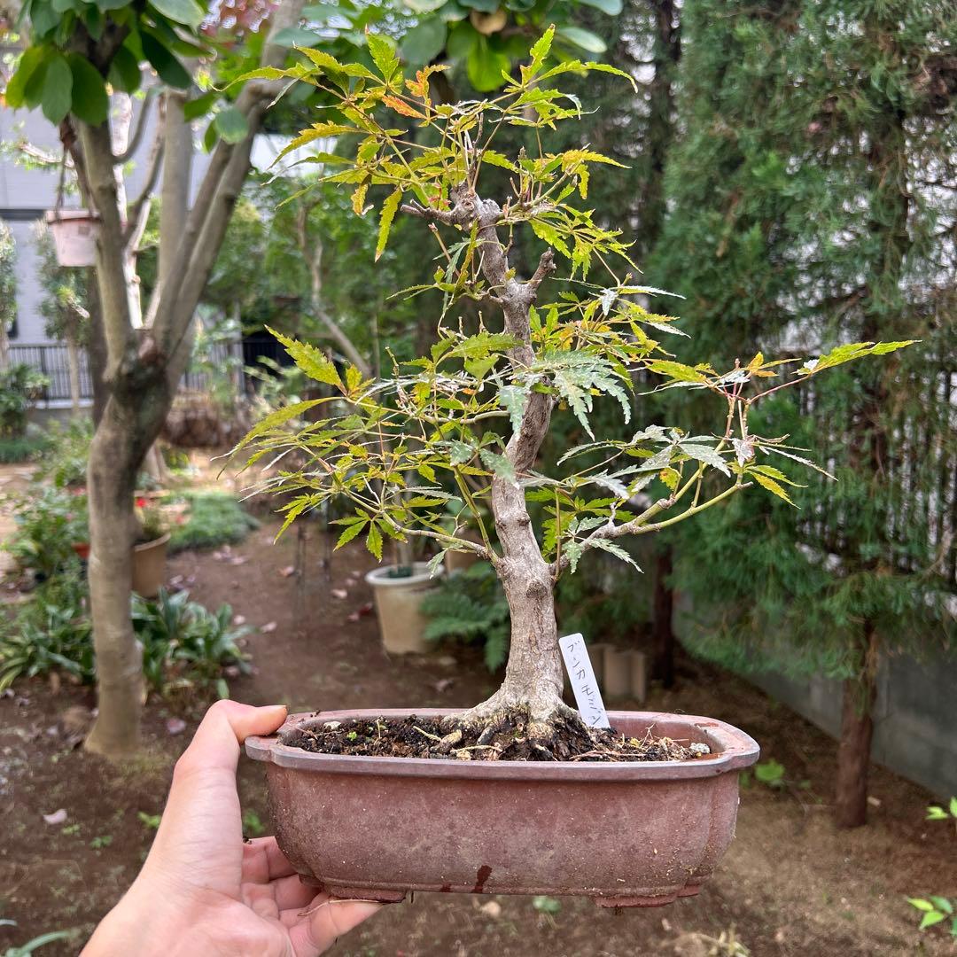 盆栽　紅葉　ブンカモミジ　中品盆栽　健康的な中型盆栽