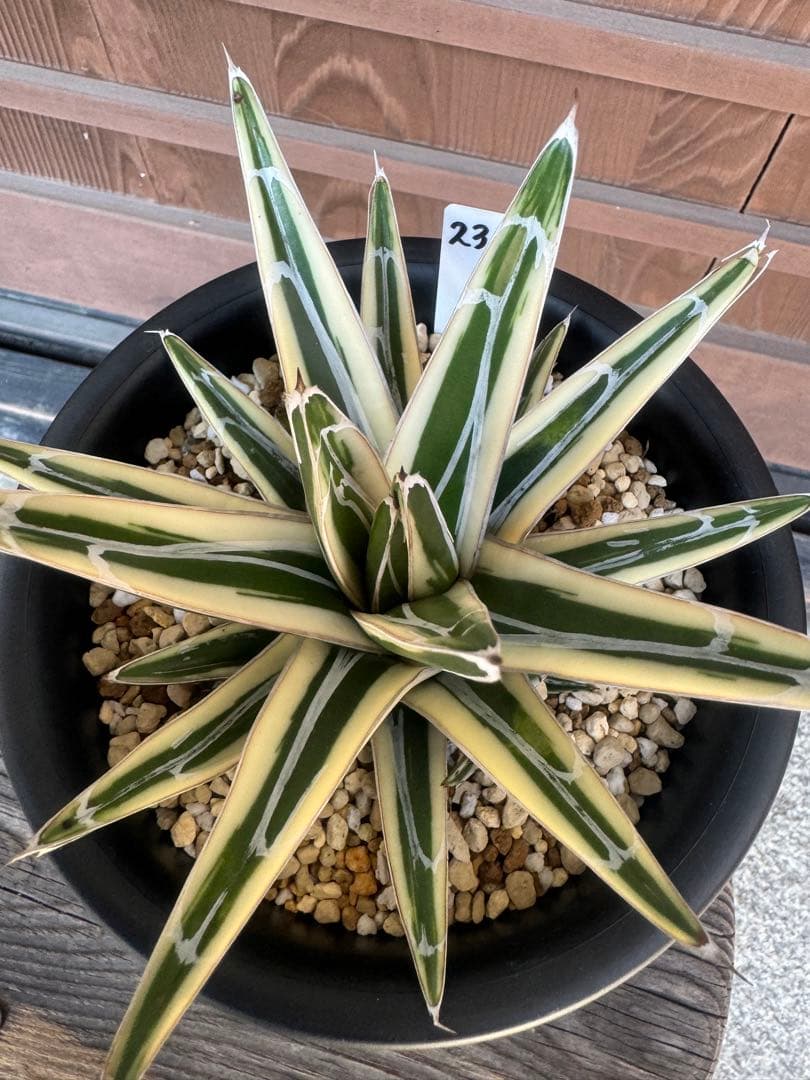 アガベ Agave victoriae-reginae 'Hyouzan' 231