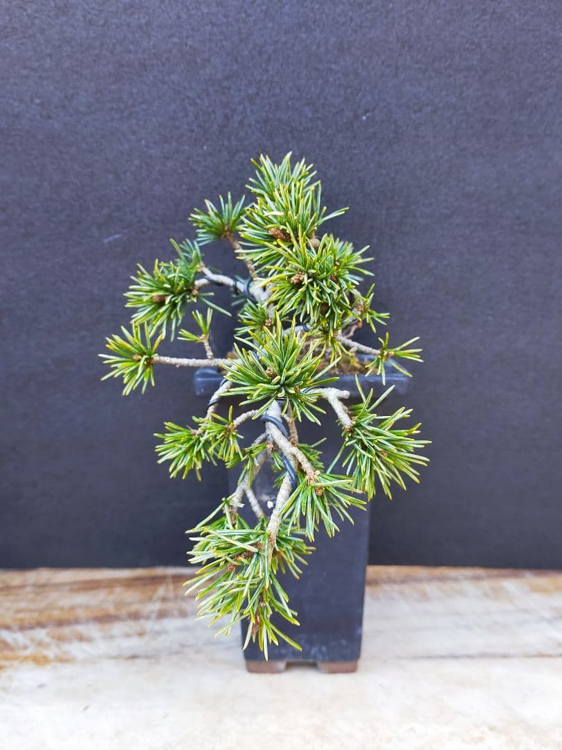 八房五葉松　盆栽　懸崖