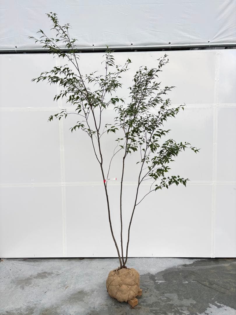 美しい樹形が魅力的 山採り ハイノキ 株立 710 樹高2.2m位 高級樹