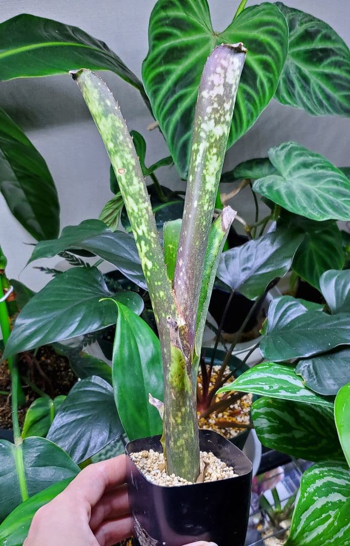 ビルベルギア ワイルドシング タンクブロメリア 観葉植物 Billbergia