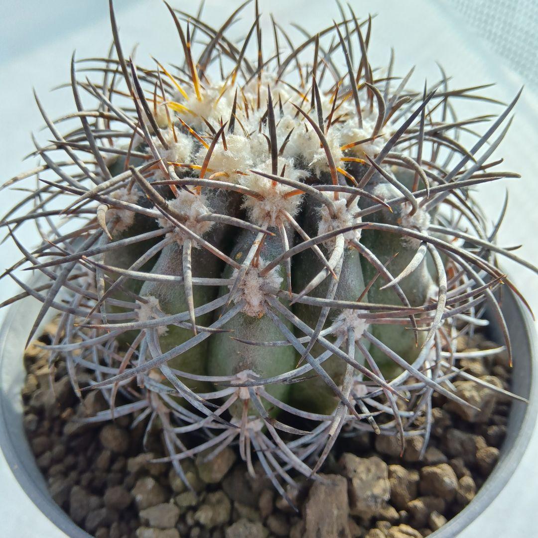 【特大苗】グリセオビオラセア栗星玉自根国内繁殖苗コピアポア（黒王丸孤竜丸）