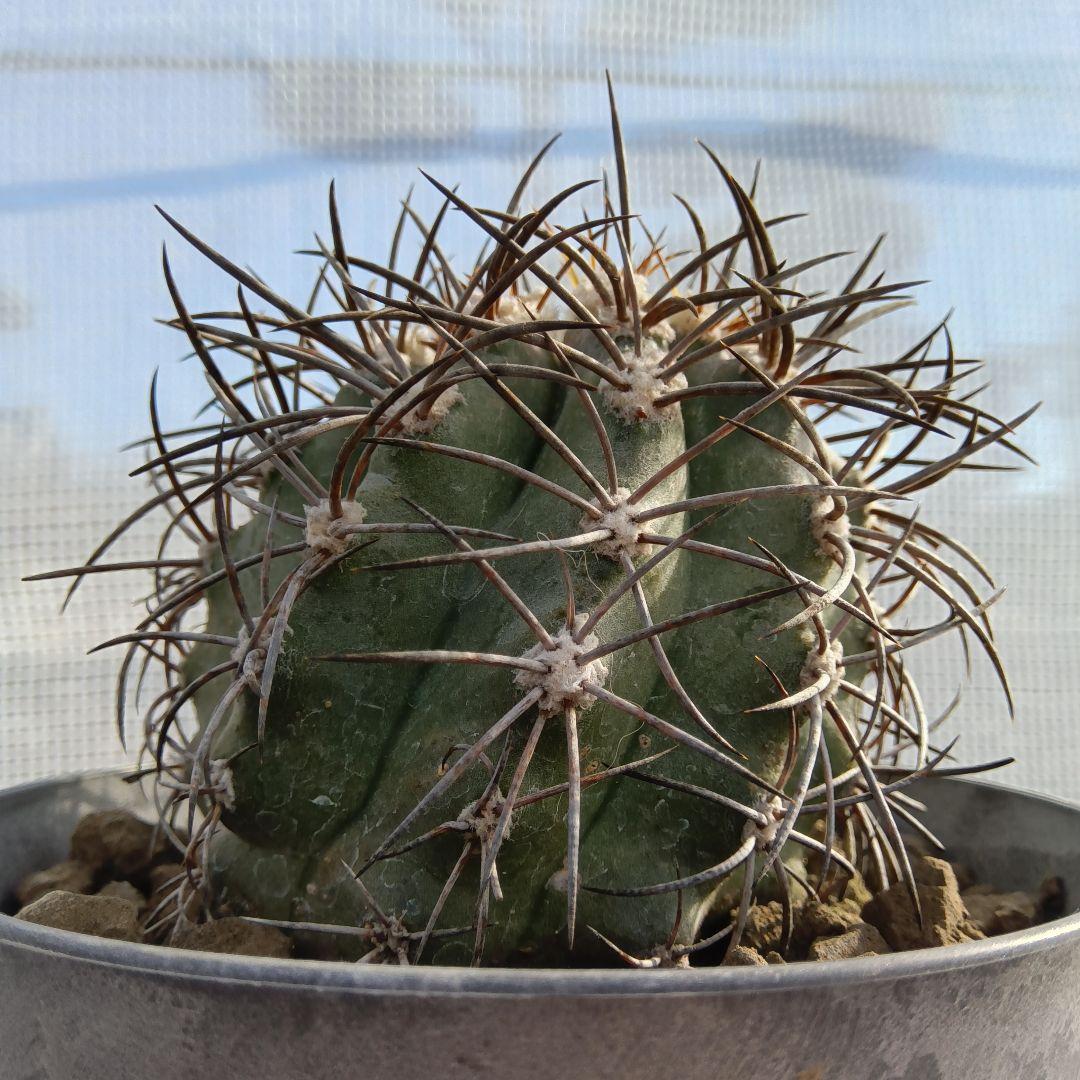 【特大苗】グリセオビオラセア栗星玉自根国内繁殖苗コピアポア（黒王丸孤竜丸）