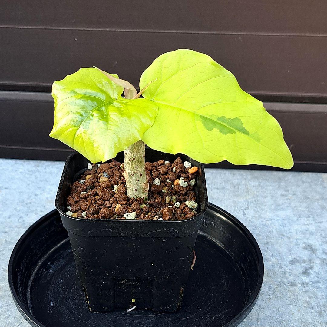 流通皆無‼️✩.*˚ウンベラータ 斑入り✩.*˚ 1