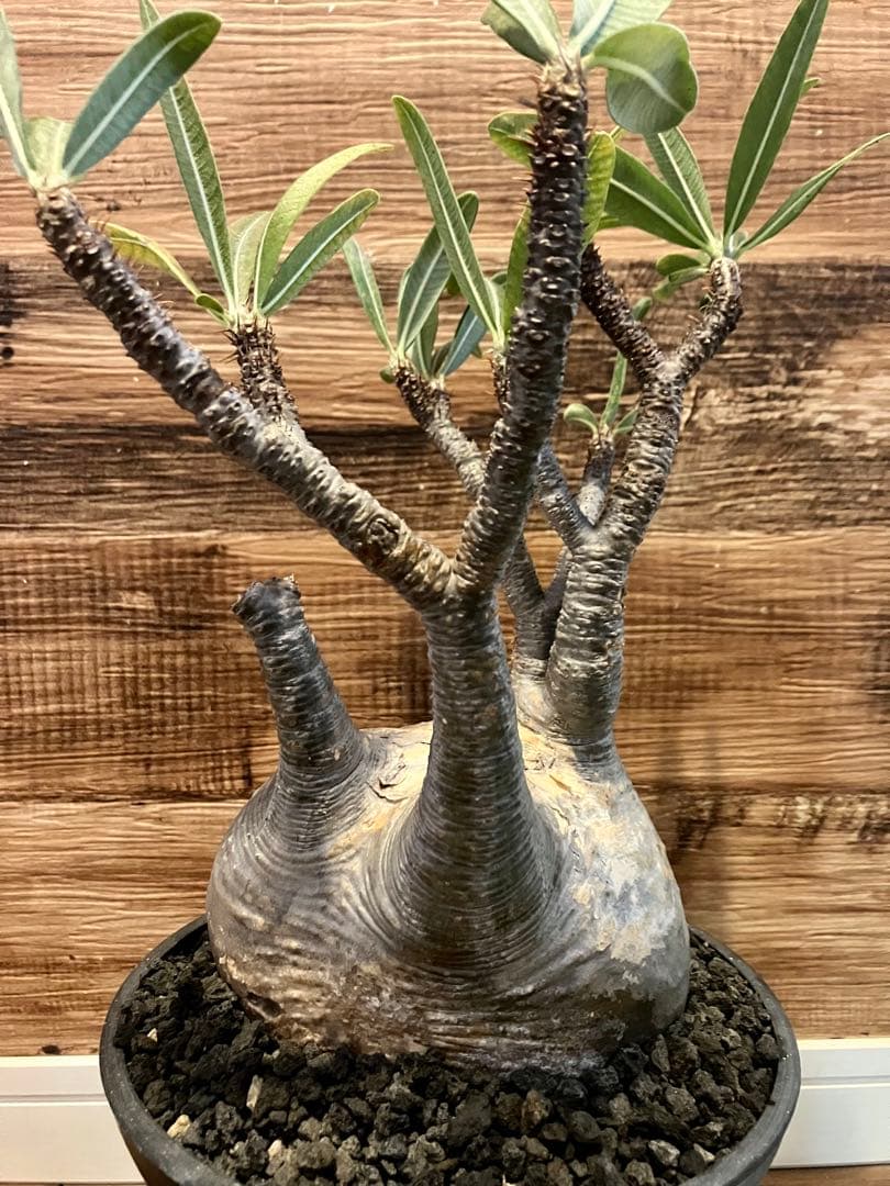 パキポディウム グラキリス　現地球　発根済