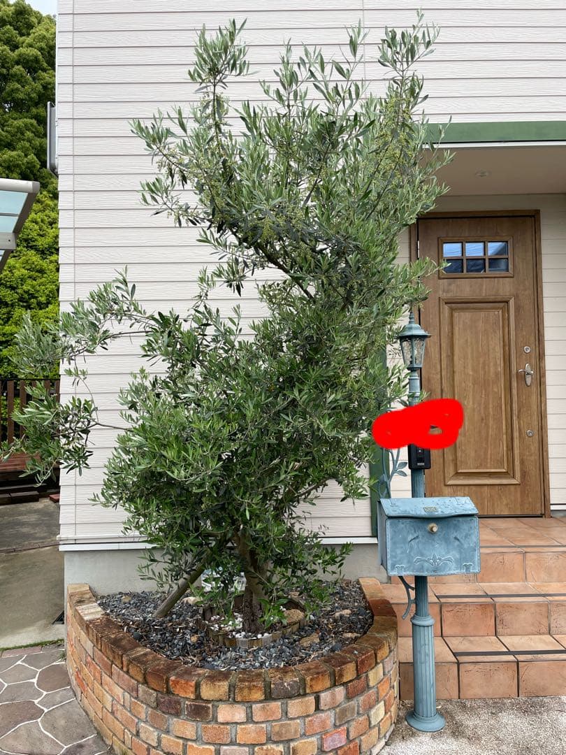 オリーブの木　植木　観葉植物