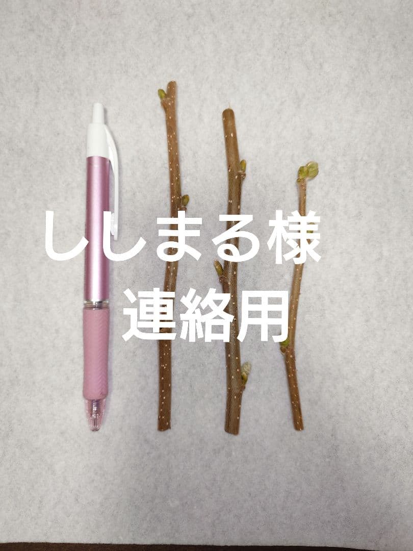 ししまる様　連絡用　ヘーゼルナッツ　穂木