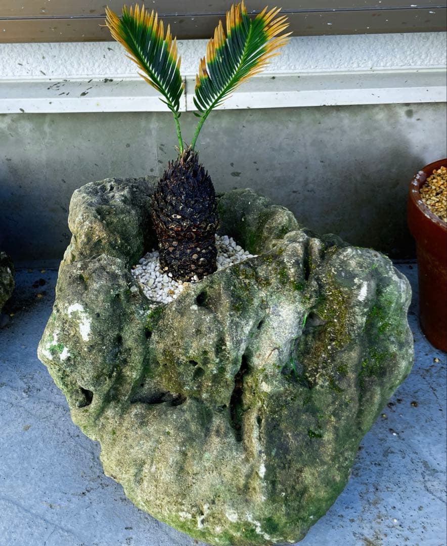 サンゴ鉢 金環ソテツ 金環蘇鉄 ソテツ 盆栽