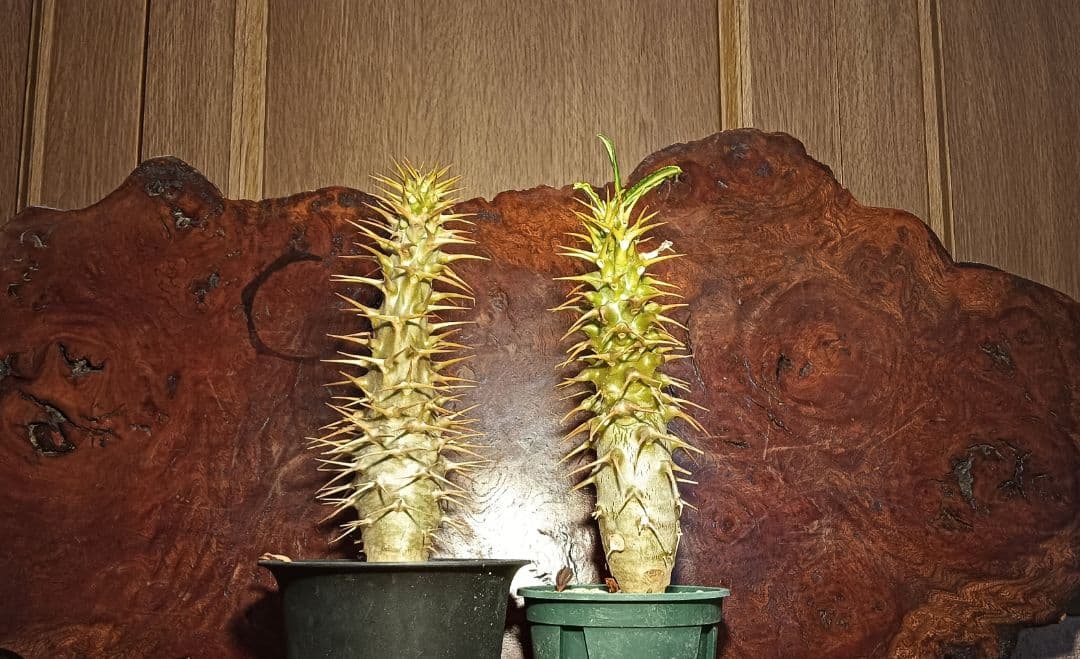 国内実生　大きめ　パキポディウム　アンボンゲンセ　右の株