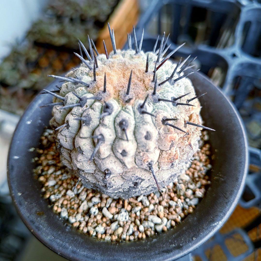 【限定一株】黒王丸 現地球 発根済み 青白 コピアポア シネレア