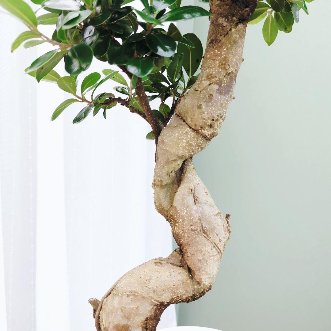 (現品) お祝い ギフト 昇龍ガジュマル 太幹 登り