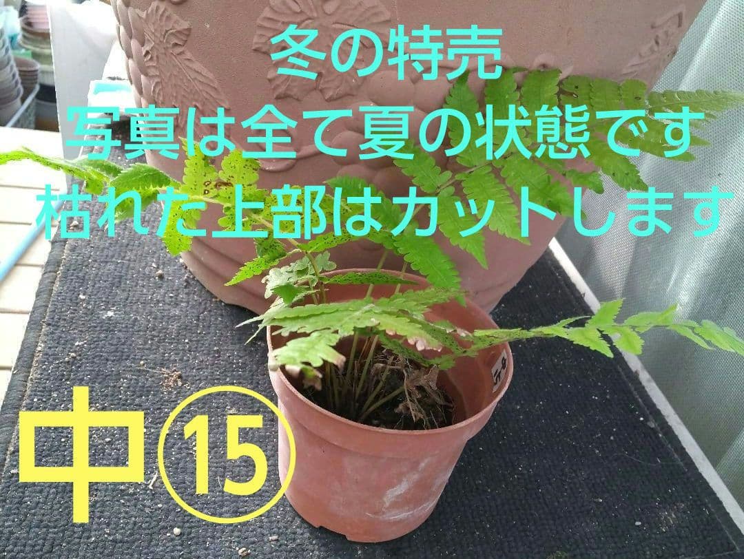 ワケアリ 中⑮ 品種不明シダ