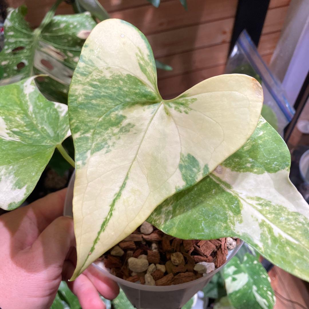 超特価スタート　アンスリウム　プテロダクティル斑入り　レア株